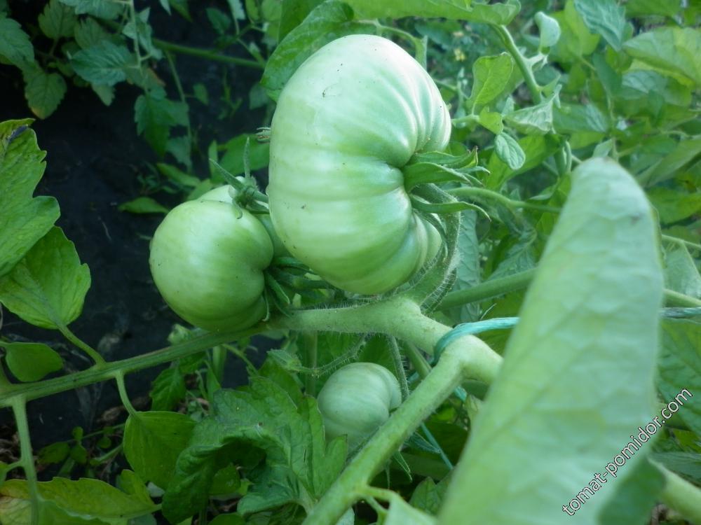 Сызранские помидоры - Болталка и курилка - tomat-pomidor.com - форум