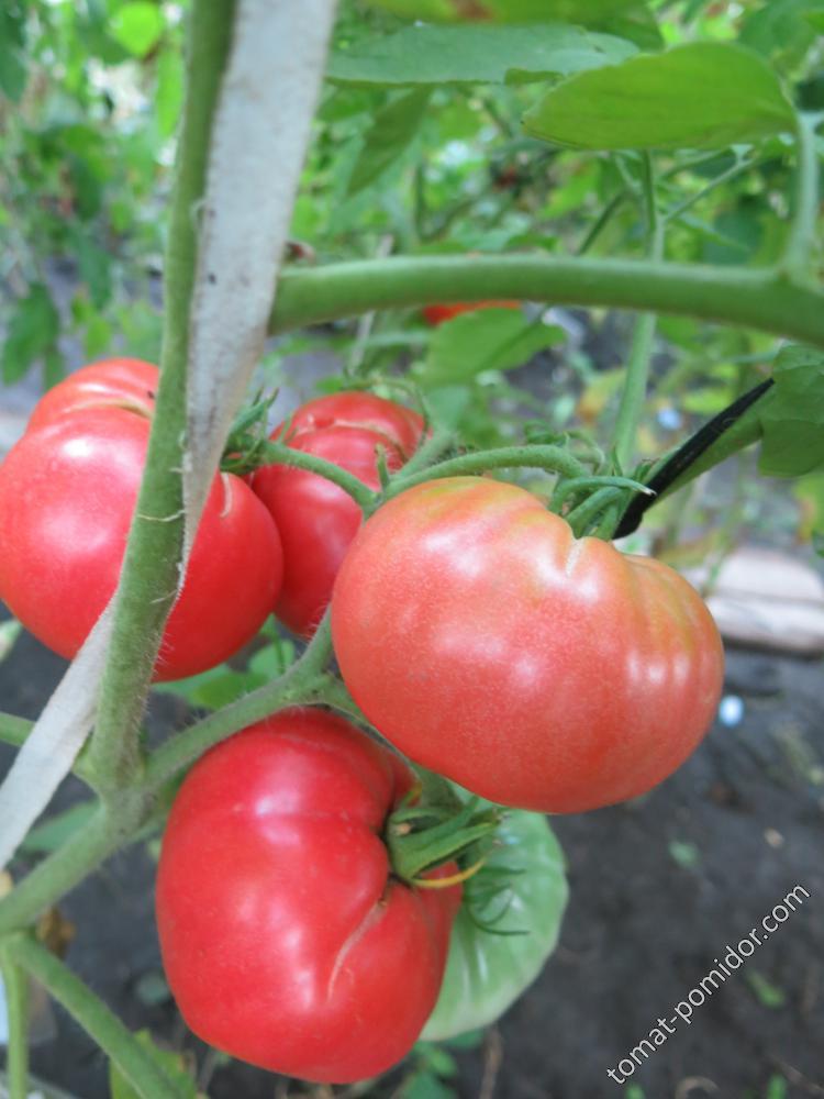 Винный болгарский великан - В — сорта томатов - tomat-pomidor.com - отзывына форуме