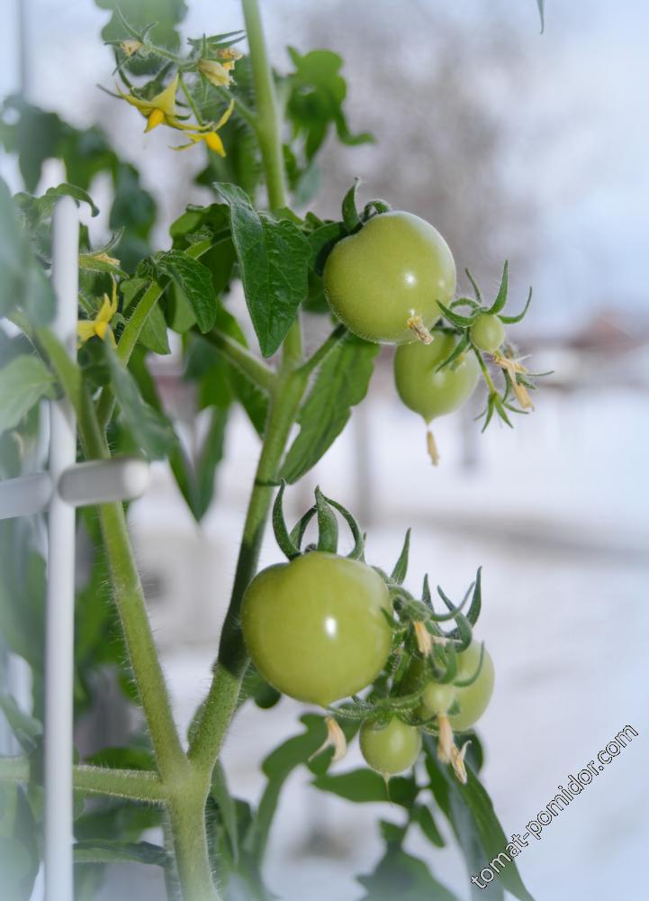 Утёнок - Страница 4 - У — сорта томатов - tomat-pomidor.com - отзывы нафоруме