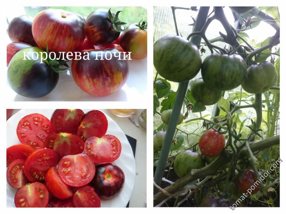 Königin der Nacht (Королева ночи) - k — сорта томатов - tomat-pomidor.com -отзывы на форуме