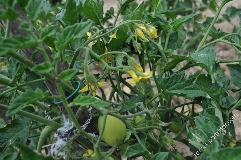 Успех - У — сорта томатов - tomat-pomidor.com - отзывы на форуме