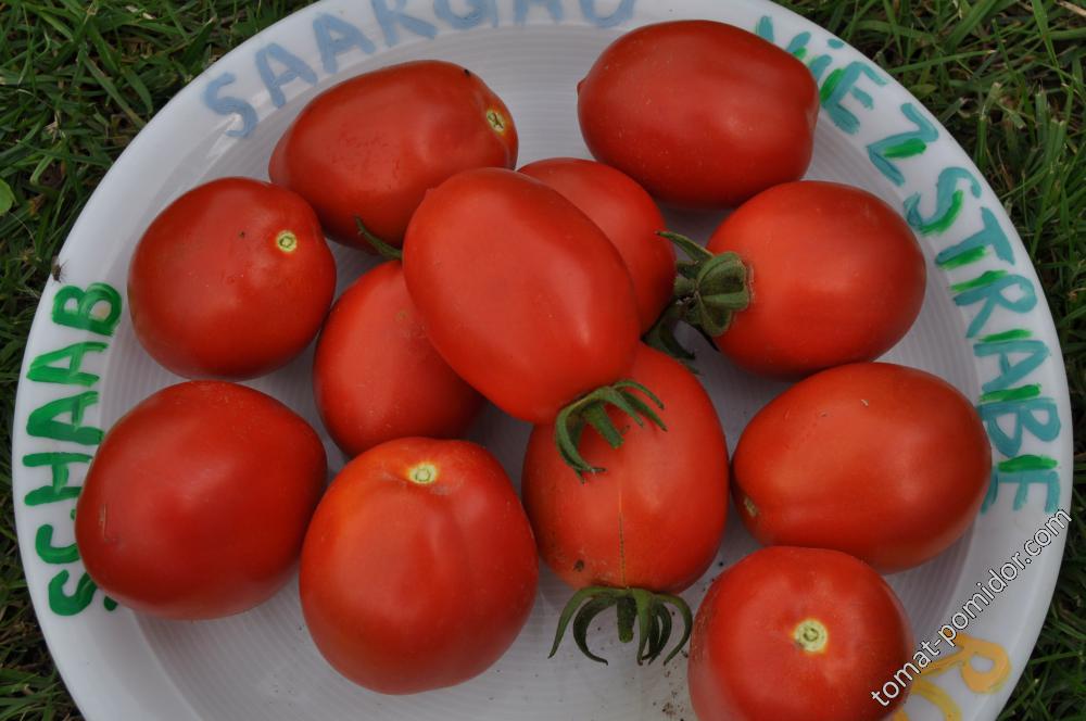 Успех - У — сорта томатов - tomat-pomidor.com - отзывы на форуме
