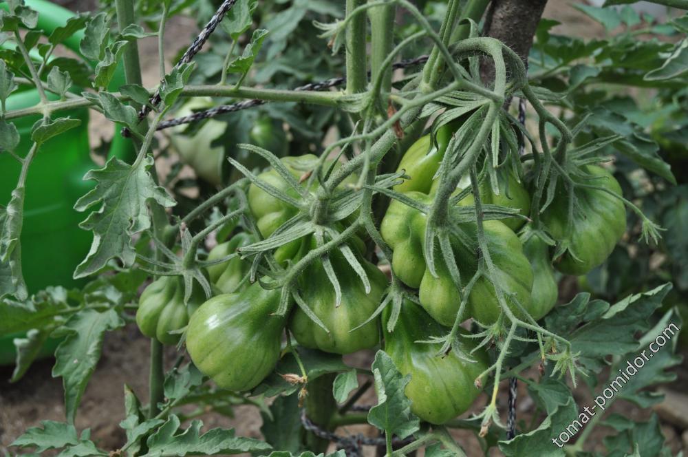 Тлаколула (Tlacolula) - Т — сорта томатов - tomat-pomidor.com - отзывы нафоруме