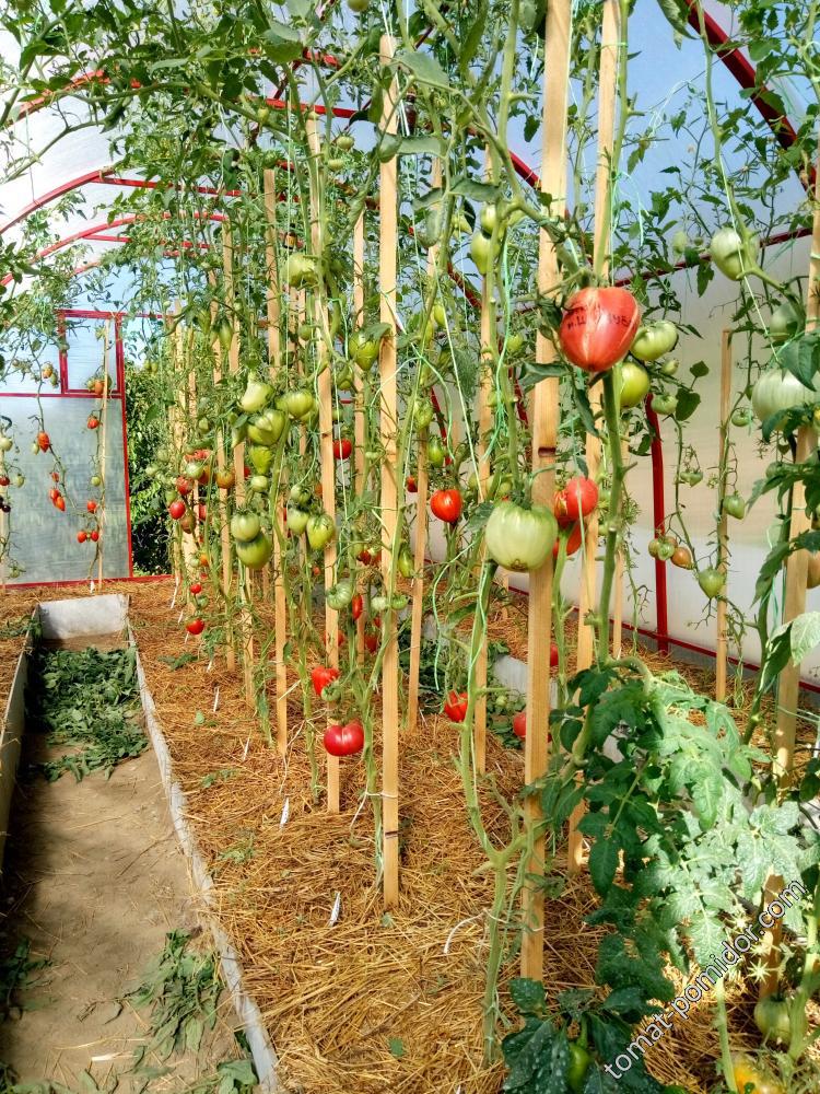К чему подвязывать кусты томатов в теплице? - Томаты в теплице -tomat-pomidor.com - форум
