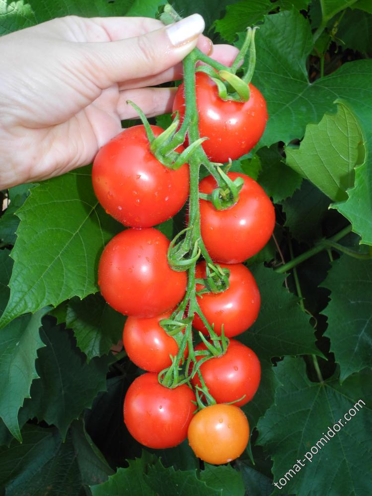 Уникальный Кульчицкого - У — сорта томатов - tomat-pomidor.com - отзывы нафоруме