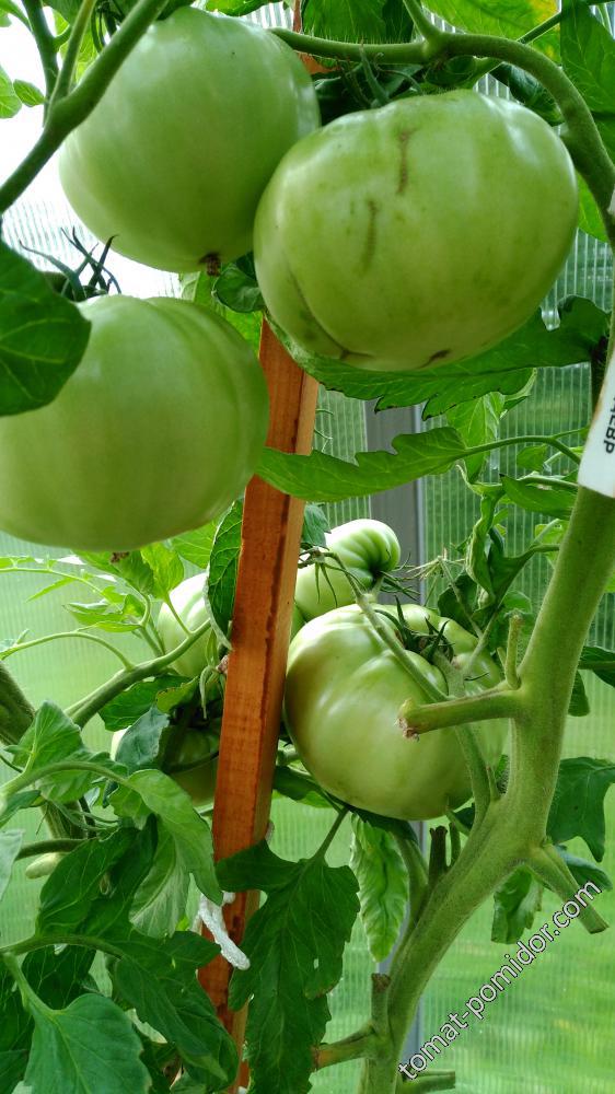 Алтайский шедевр - А — сорта томатов - tomat-pomidor.com - отзывы на форуме