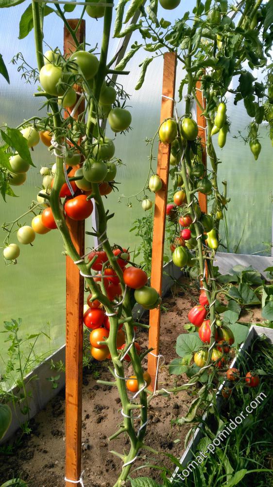 Уникальный Кульчицкого - У — сорта томатов - tomat-pomidor.com - отзывы нафоруме