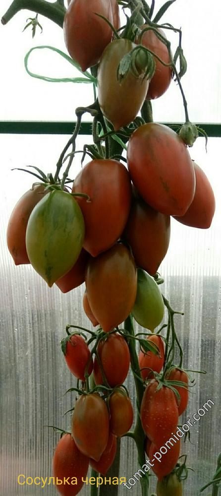 Сосулька чёрная - Страница 5 - С — сорта томатов - tomat-pomidor.com -отзывы на форуме