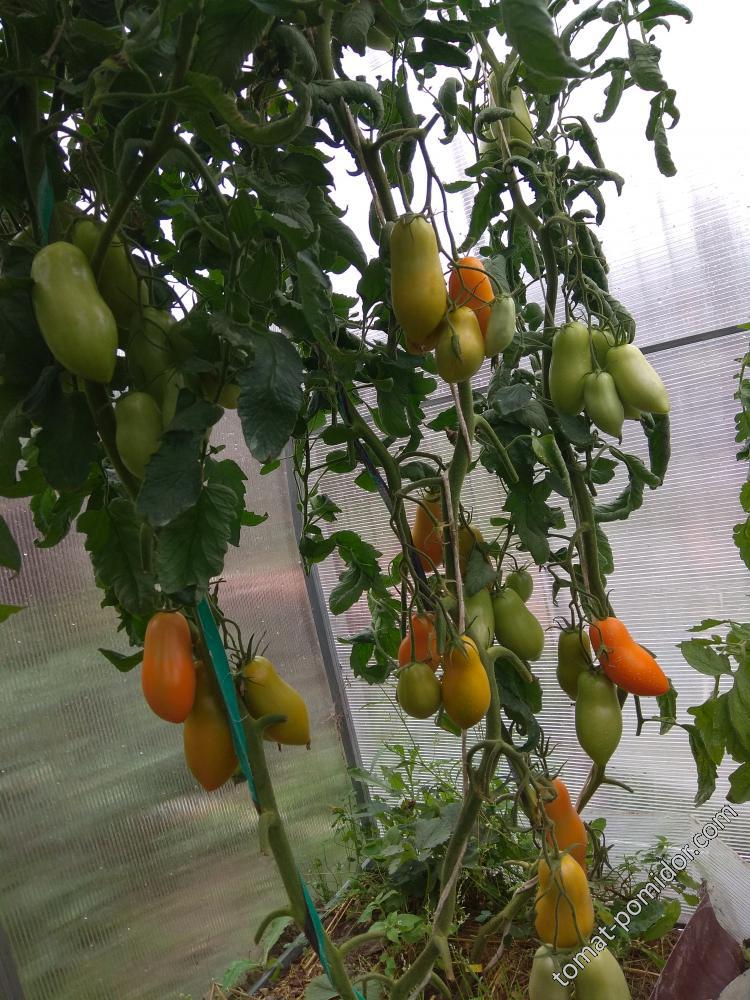 Лампа - Л — сорта томатов - tomat-pomidor.com - отзывы на форуме