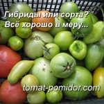 Посевы томатов в открытый грунт Посевы томатов в открытый грунт