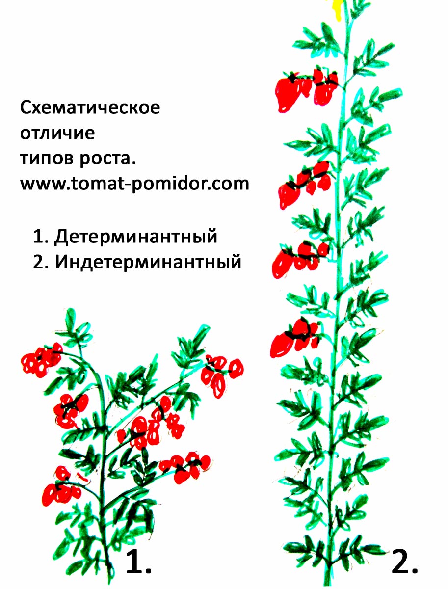 Детерминантные и индетерминантные сорта томатов что это? | Favseeds.ru  интернет-магазин редких растений