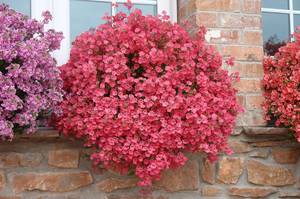 Diascia Penhow Little Dreamer.jpg