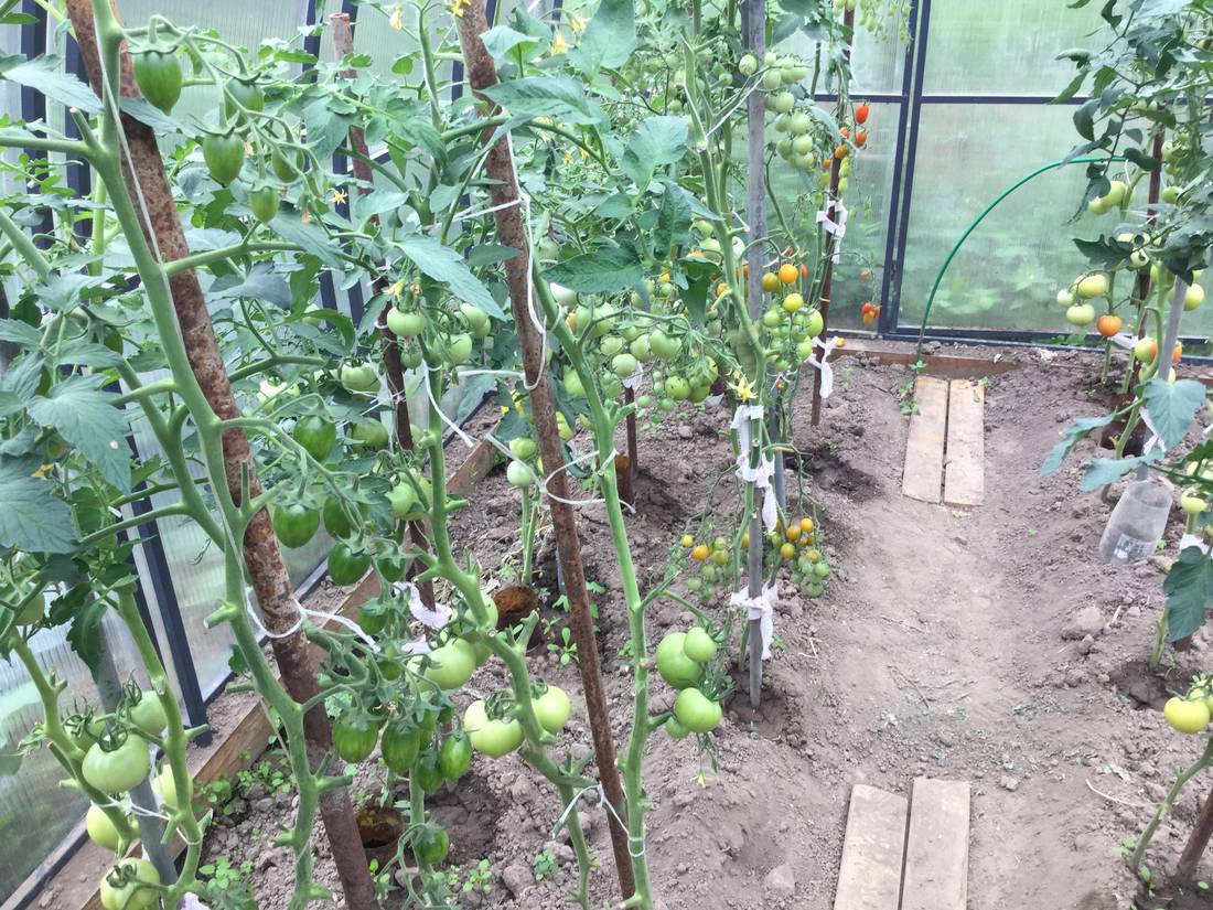 Посадка и выращивание помидоров Ясик