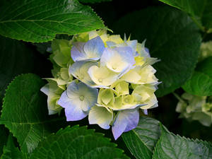 Hydrangeas.thumb.jpg.8566c2b918eb0526a5d7092ffcd5b120.jpg