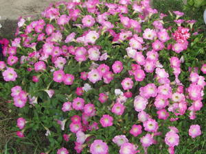 IMG_1877.thumb.JPG.9e22d564ffc614e152a9b149624176e3.JPG