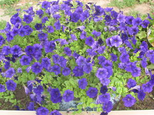 IMG_1882.thumb.JPG.432fe2b9968f3d31dfe2e5b16550bd7b.JPG