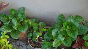Malabar-spinach10.jpg