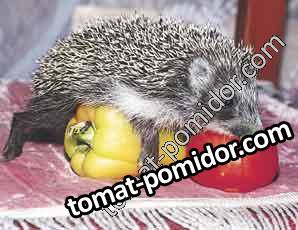 еж