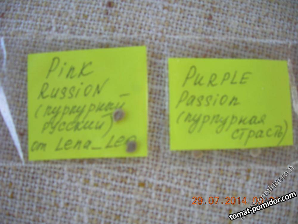 Purple Passion &amp; Pink Russian