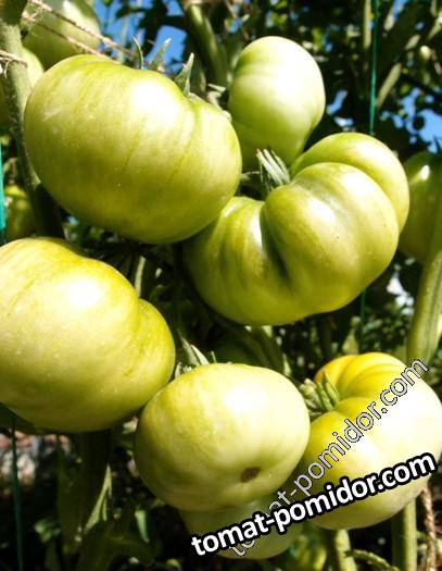 Hartsack Yellow