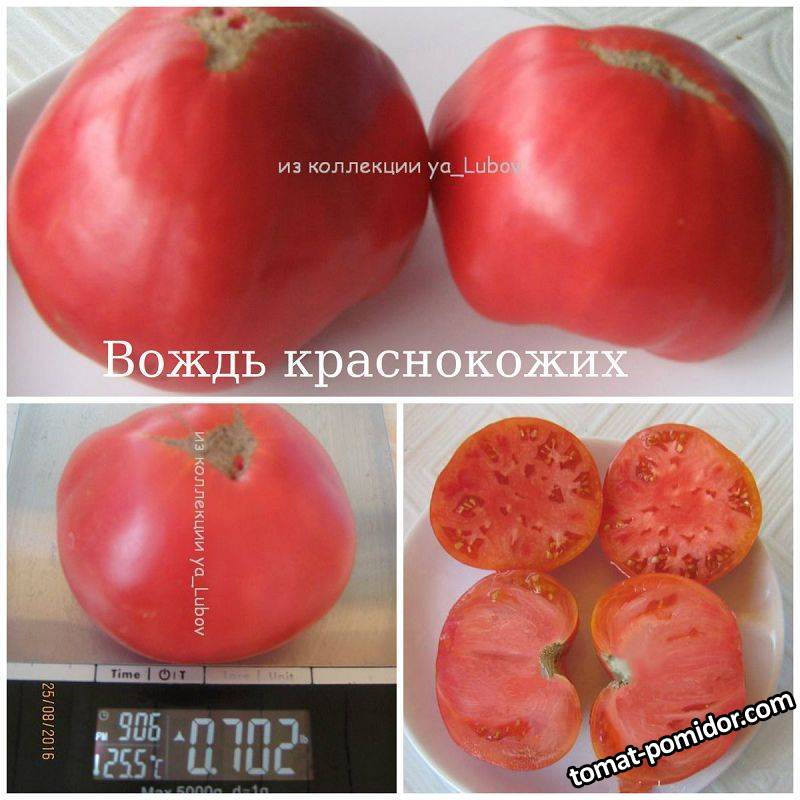 Вождь краснокожих.jpg - Семенной фонд - tomat-pomidor.com