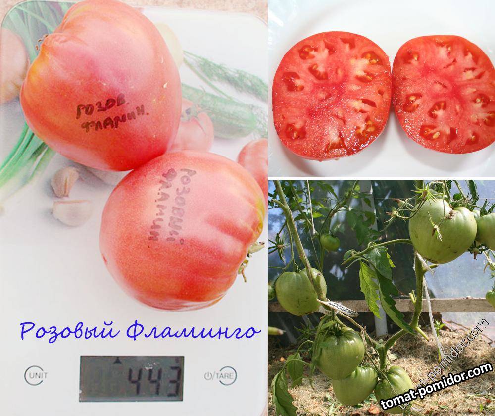 отчеты