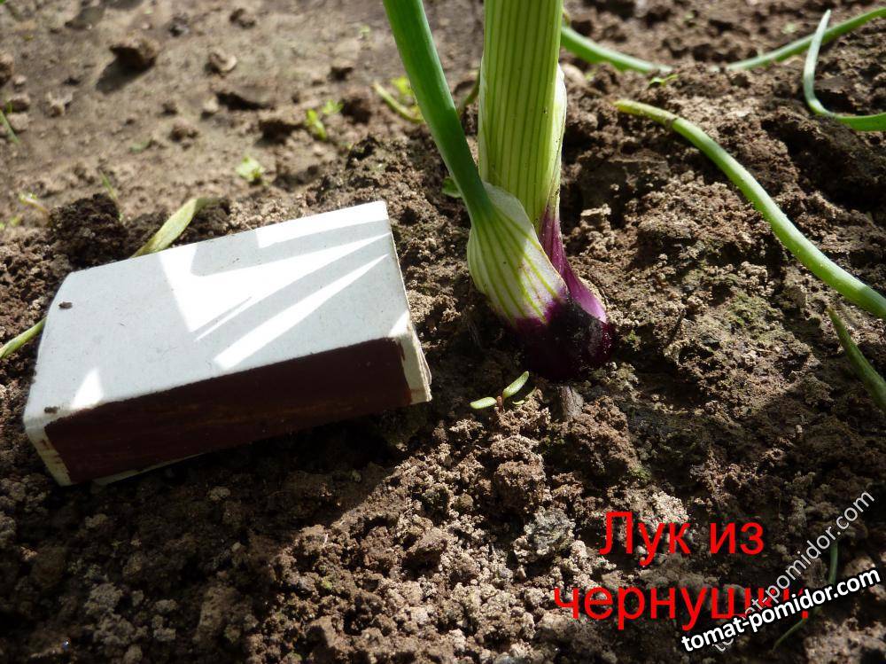 лук