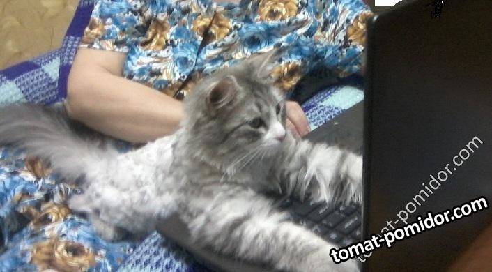 ТОМАТЫ И НЕ ТОЛЬКО.......