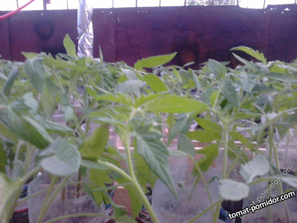 Seedlings Problem