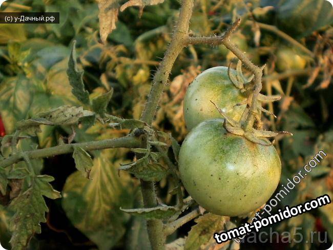 Гибнут томаты. Черная пятнистость томатов. Botrytis cinerea томата. Бактериальная пятнистость томатов. Черная бактериальная пятнистость томата.