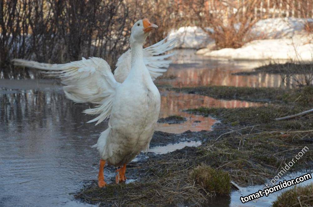 Гуся