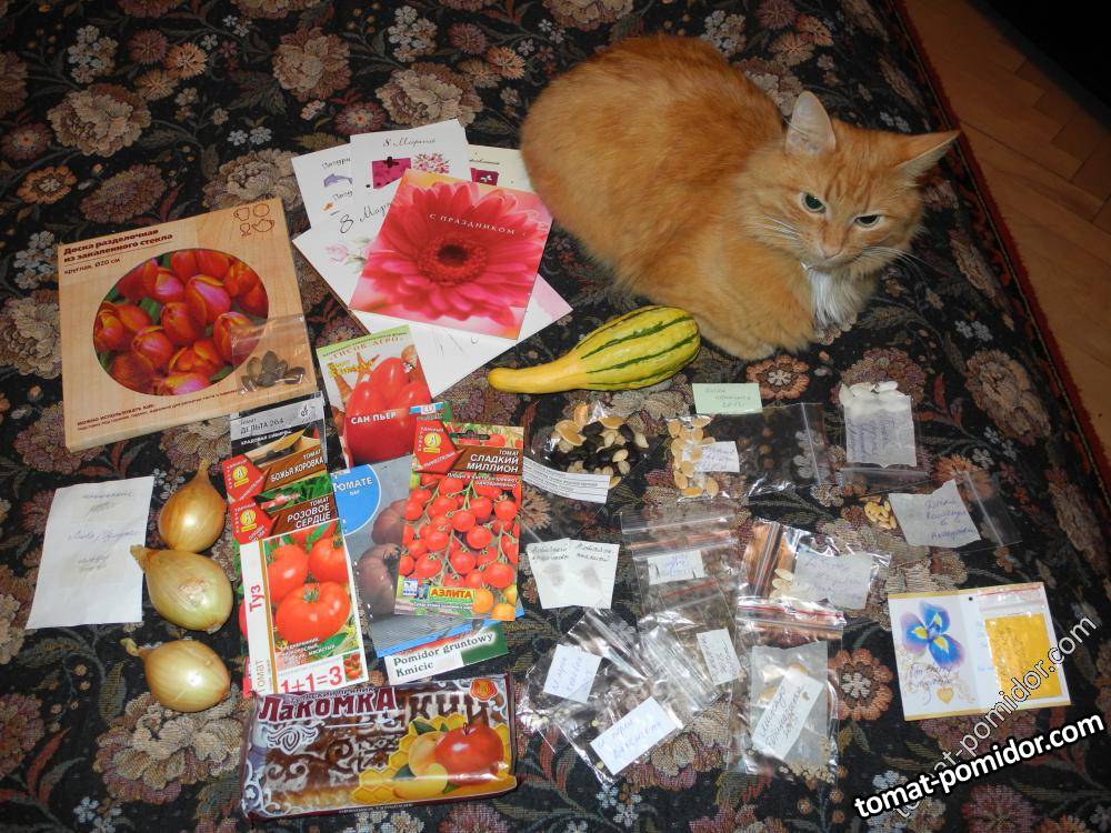 Барсик изучает подарки