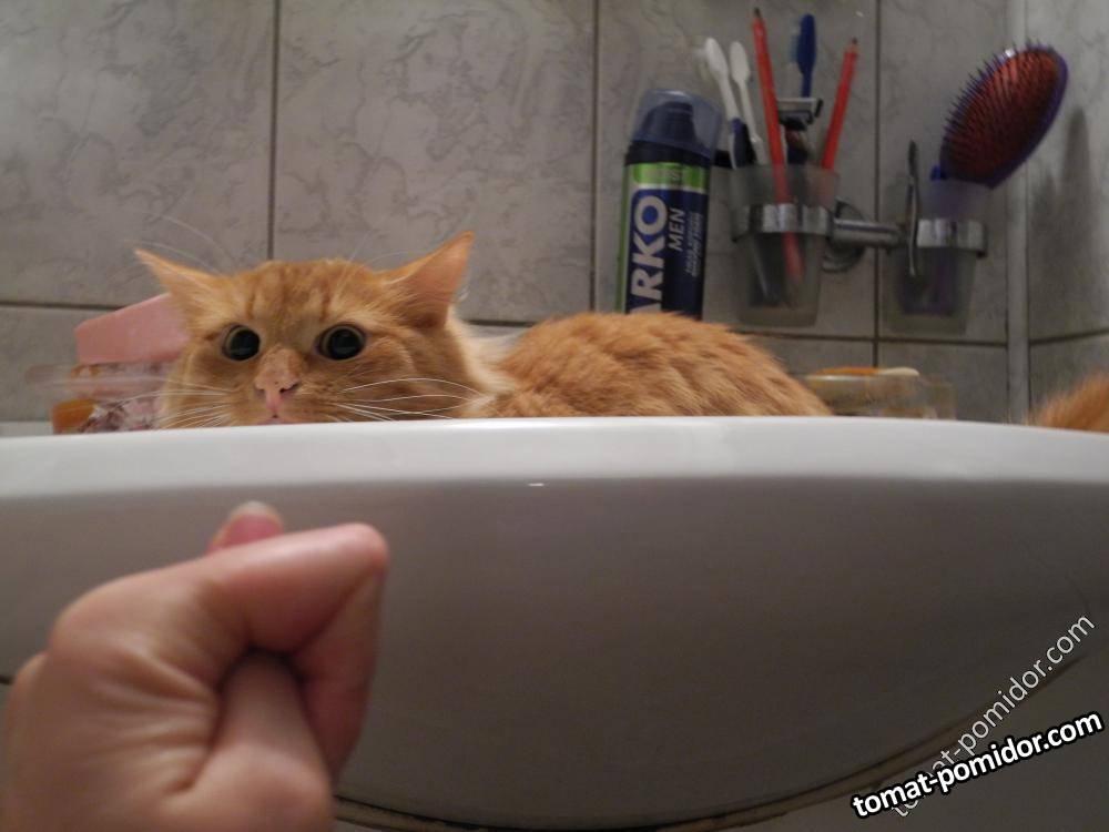 Барсик увидел фигу:)