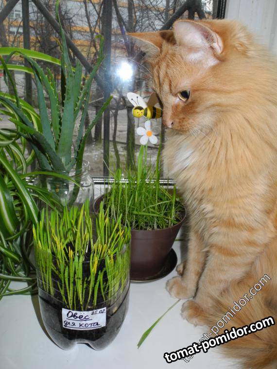 А где рыба для кота?