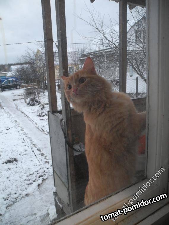 Барсик хочет домой:)