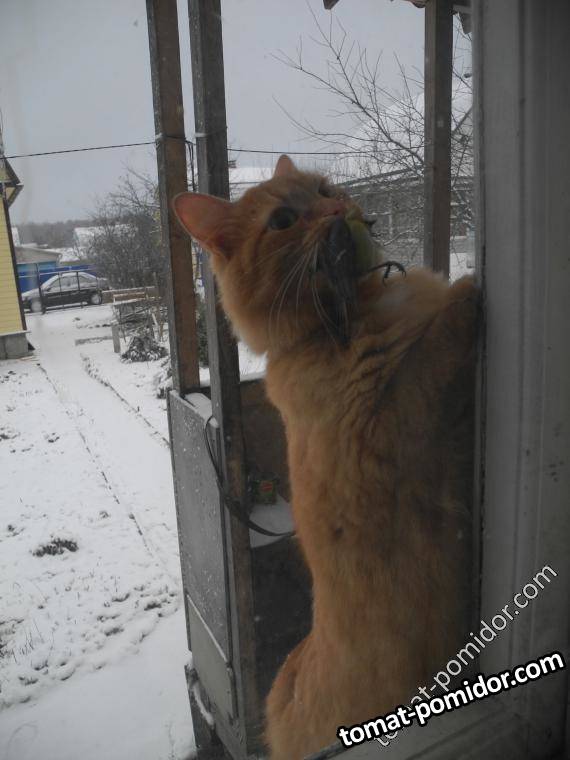 Птичку жалко:(