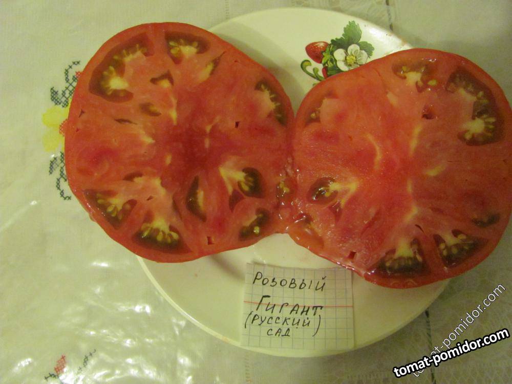 розовый гигант (от русского сада)