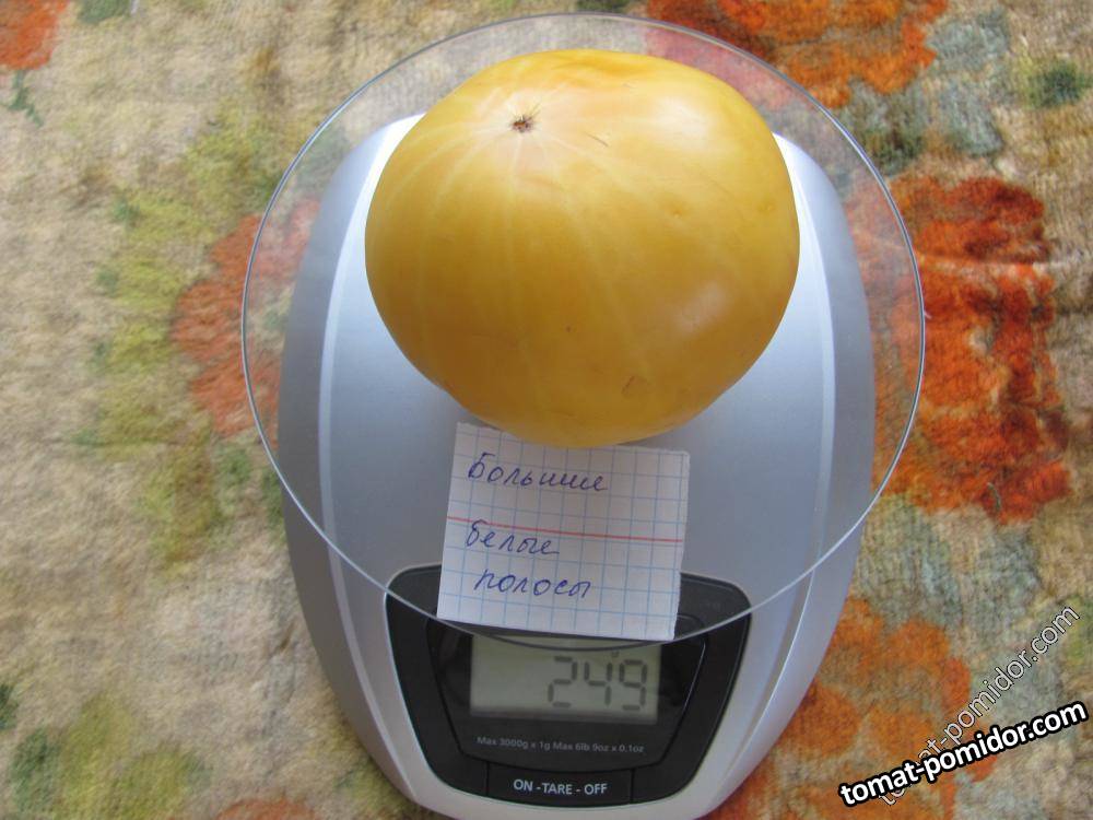 Большие белые полосы