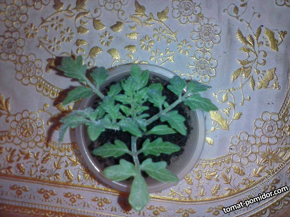 Португальский Монстр Майкла
