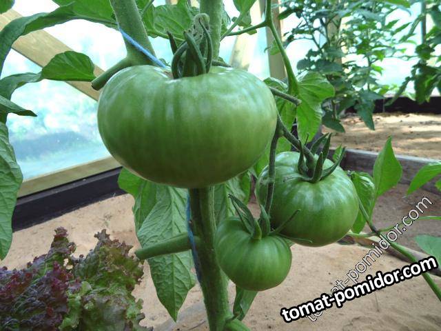 Микадо розовый (апрельского посева)