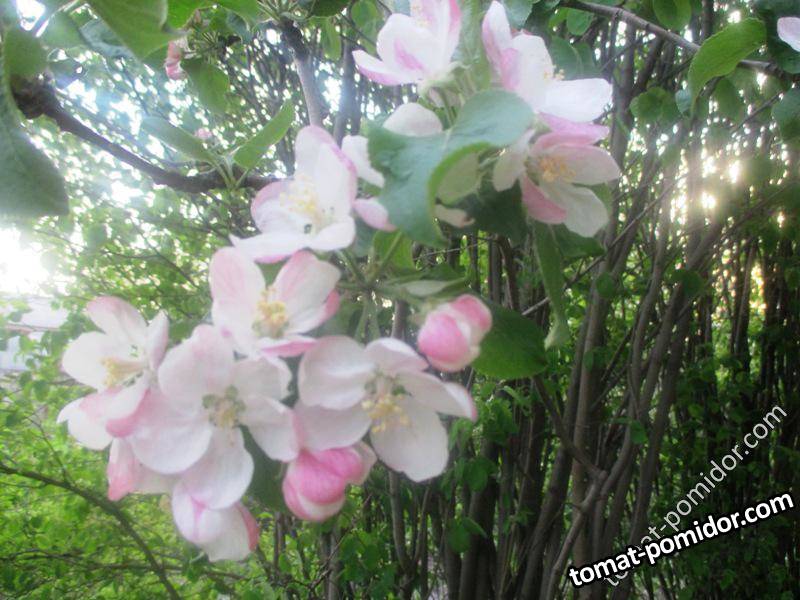 цветение яблонь 1