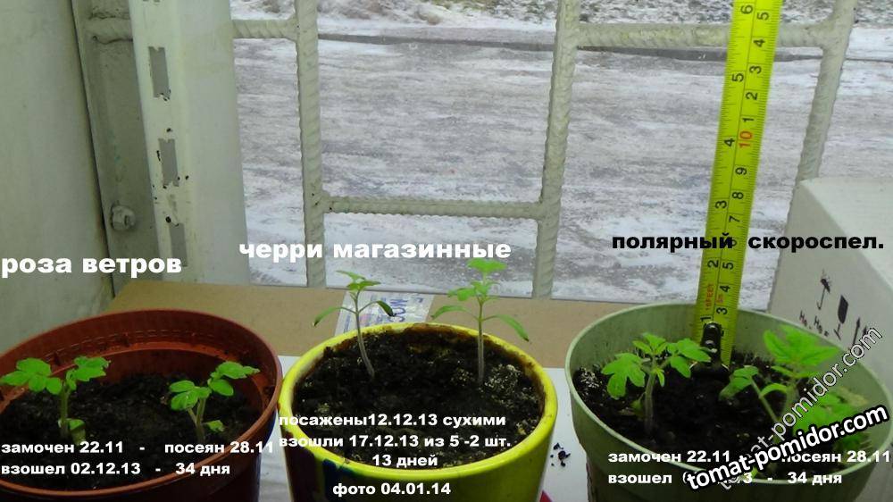 томаты декабрьские 4 января