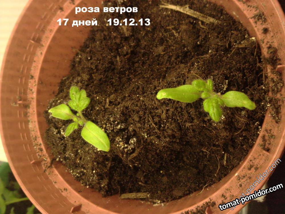 Роза ветров 17 дней