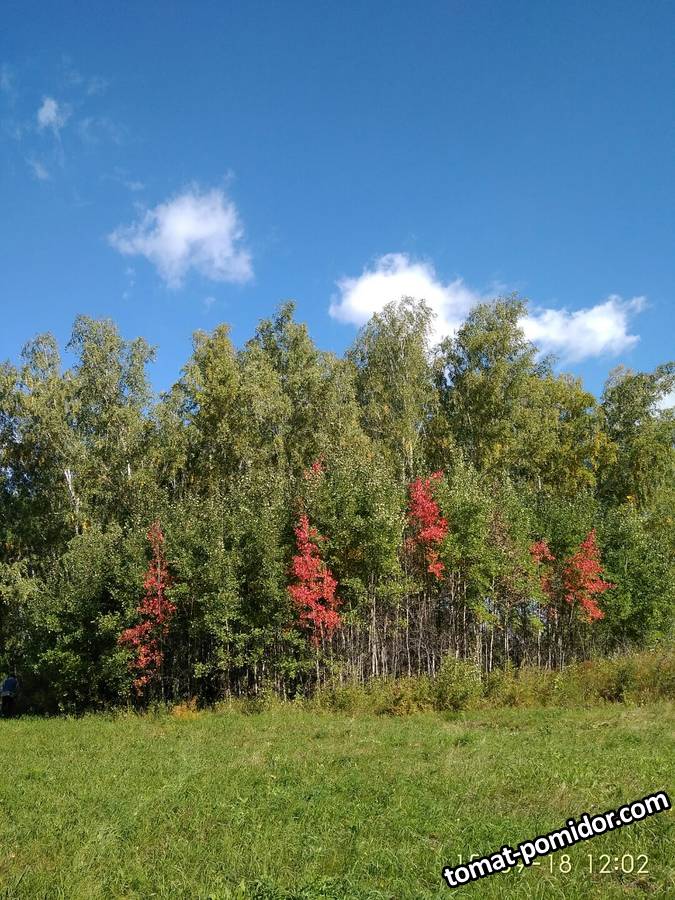 IMG_2018-09-15_120256.jpg