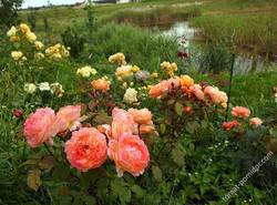 Розы оранжевых и розовых тонов