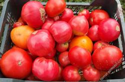 Сбор урожая помидоров
