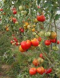 Урожай помидоров в теплице