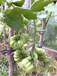 Costoluto FIORENTINO