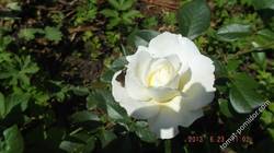 роза белая