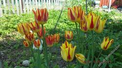 тюльпан многоцветковый